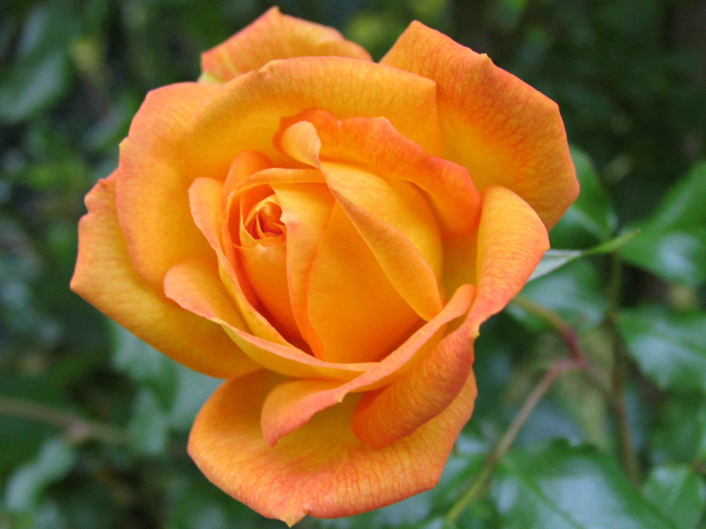 Myst res Terrestres Les Fleurs Des F es Myst res Terrestres Les Fleurs Des F es