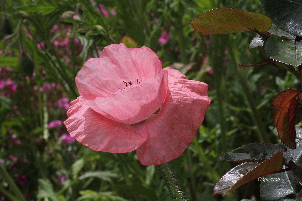 Le jardin nature, devant...