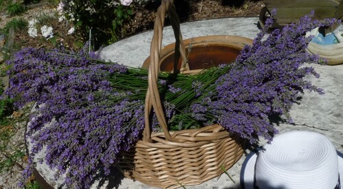 Récolte de la lavande et les nouveaux rosiers