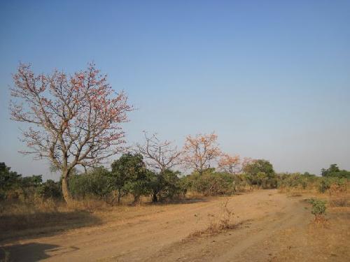 Burkina Sur la piste d'Arli Faux capokiers en fleurs