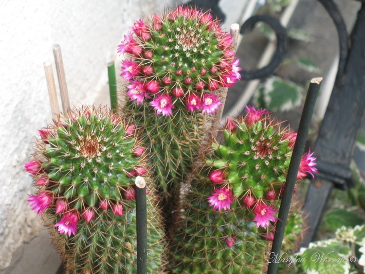 Mon cactus fleurit