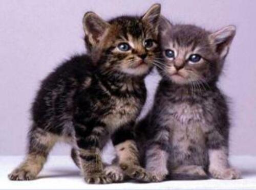 D'adorables chatons