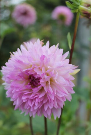 dahlia Sakura Fubuki