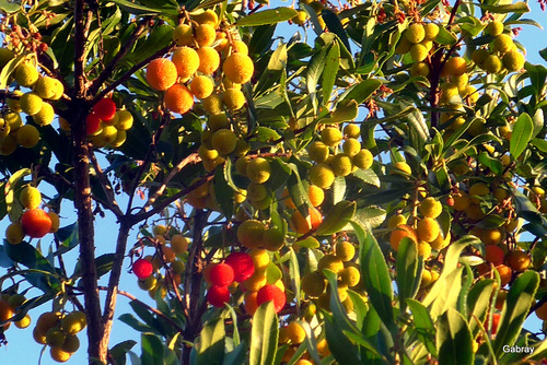 Des arbouses sur l’arbre