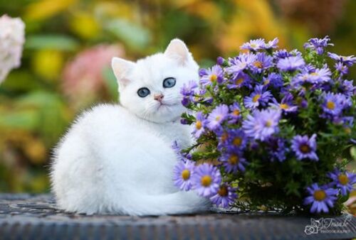 Chatons dans les fleurs