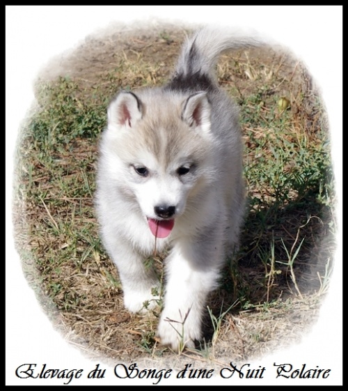 Chiot Husky Femelle 1 (47j)