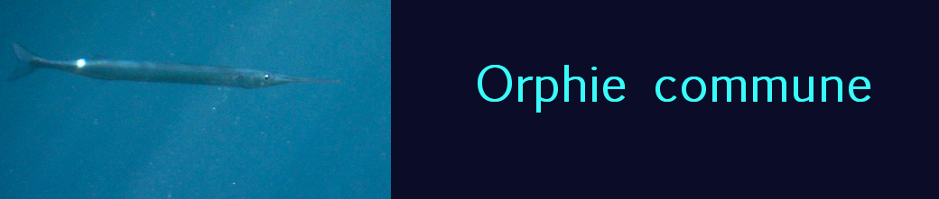 orphie commune