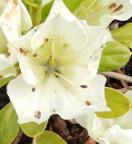 Identification par les fleurs !