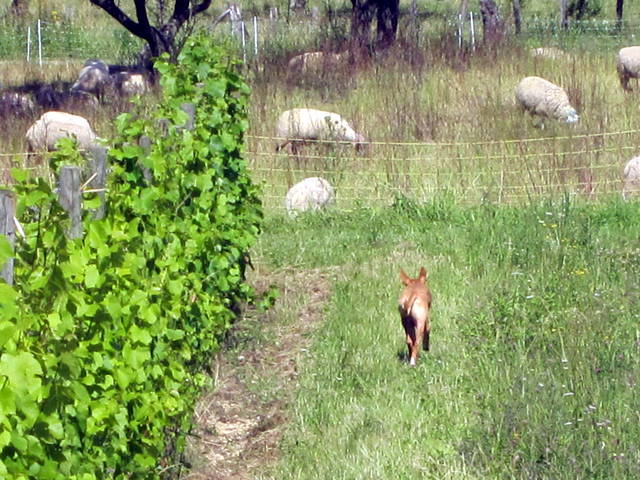 Dans les vignes (2)