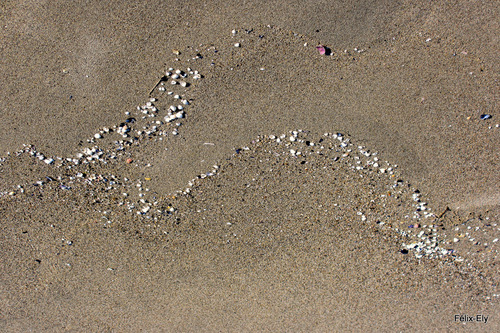 La plage : sable et coquillages !
