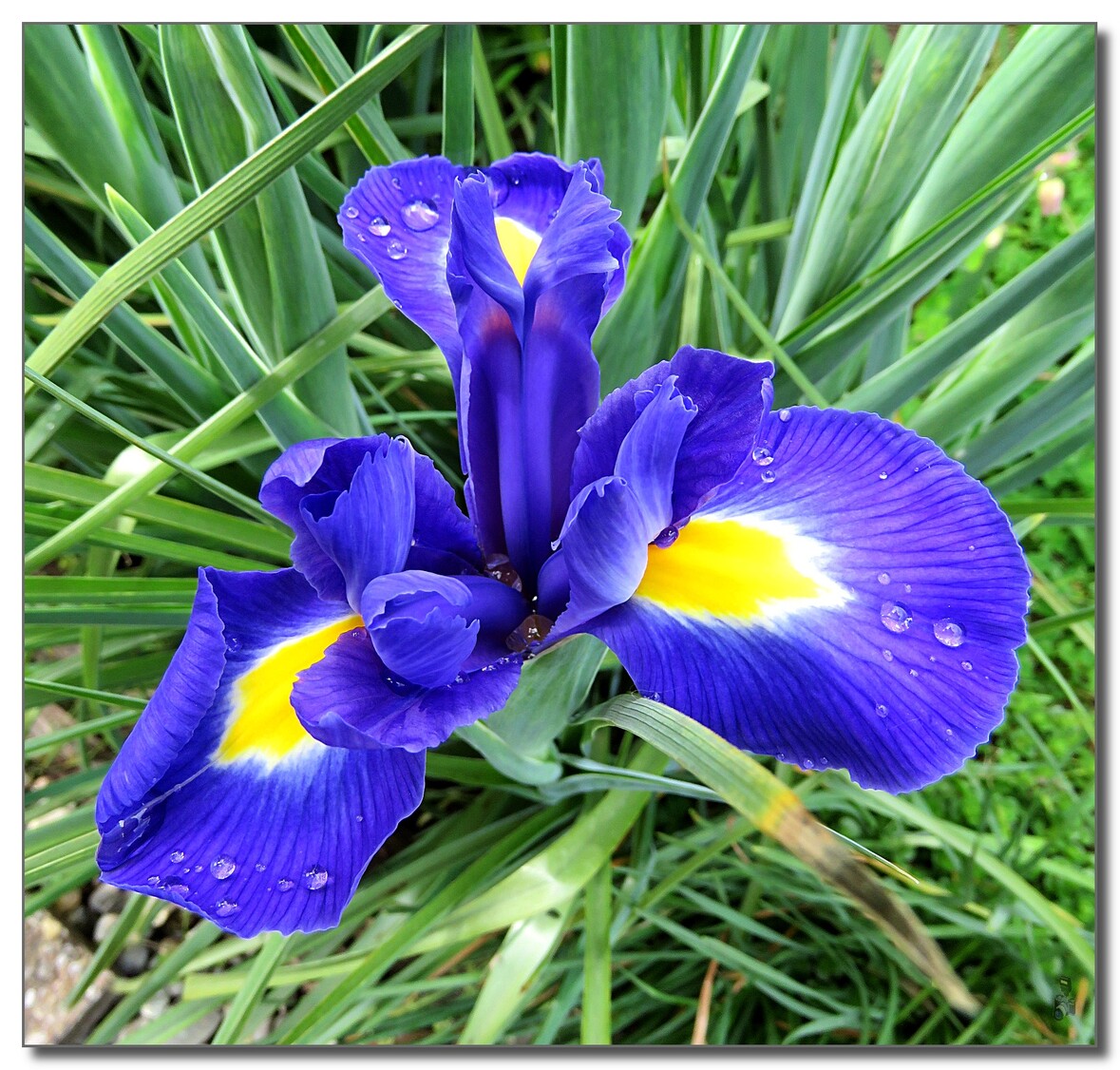 MES  IRIS  AU  JARDIN  2021