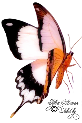  Papillons création 11