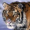 Tigre avec de la neige sur le museau