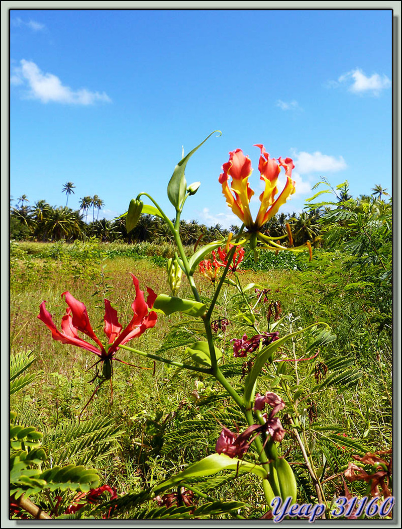 Lis de Malabar (Gloriosa Rothschildiana) - Tuherahera - Tikehau - Tuamotu - Polynésie française