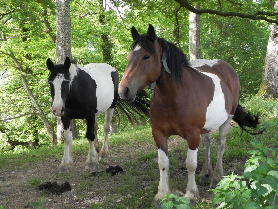 Rencontre à Saint Etienne de Baïgory