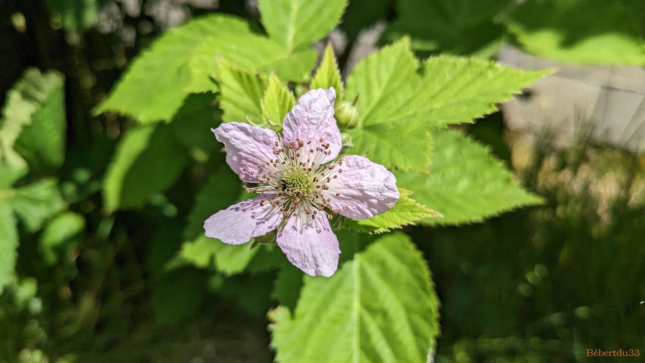 nos fleurs et ++++