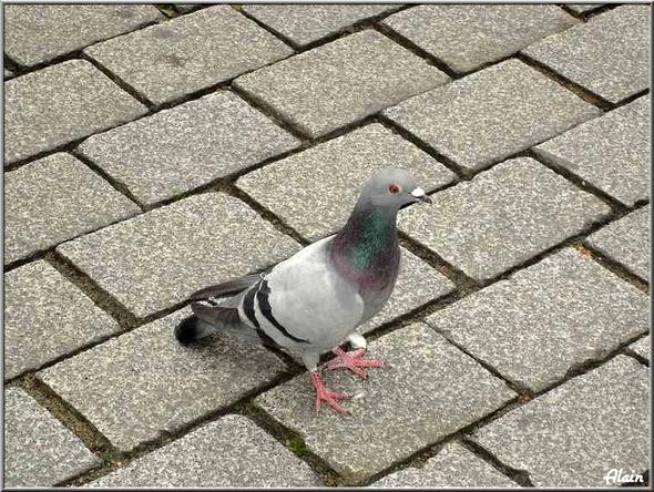 Pigeon_3