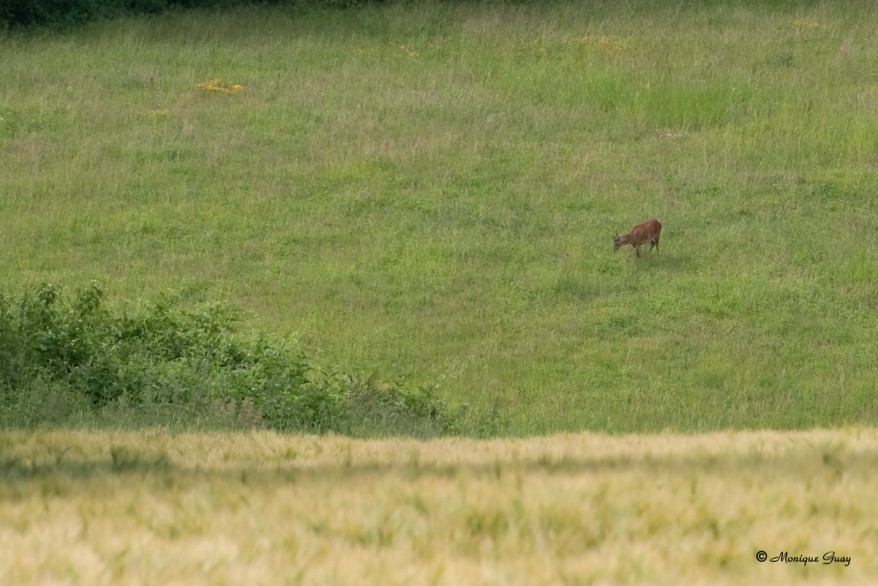 chevreuil-broutant-9090.jpg