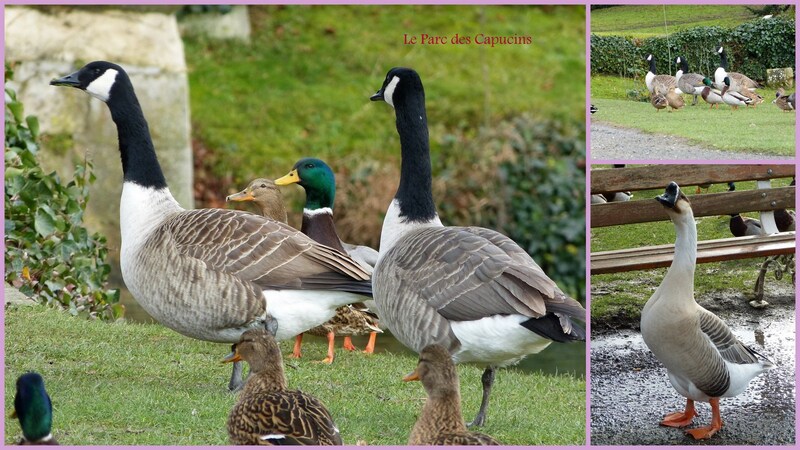 Le parc des Capucins