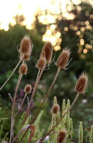 Des compagnes pour mes roses : Dipsacus fullonum