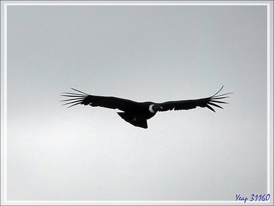 Condors sur le chemin vers Torres del Paine - Punta Arenas - Patagonie - Chili