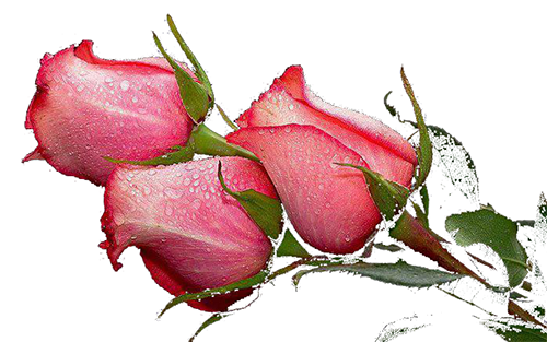 Les pinceaux et la gomme sur CC 2018