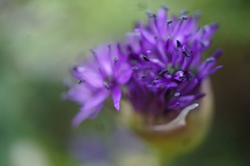 Réveil d'un allium