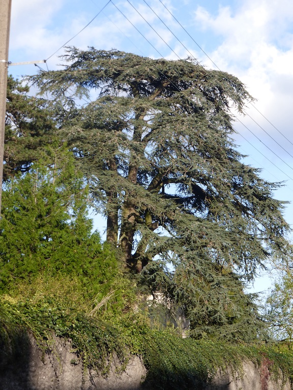 BEAUX ARBRES ET BEUAX CIELS8