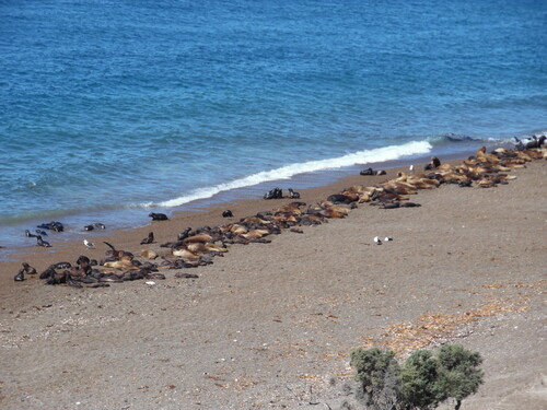 Puerto Madryn