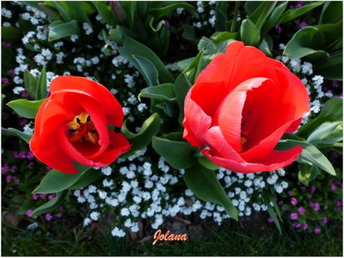 tulipes rouges 