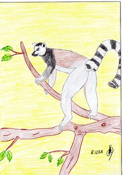 Histoires d'animaux de Madagascar : les illustrations épisode 1