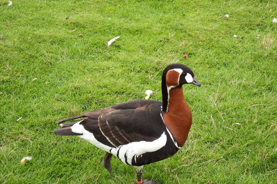 le puy du fou 2013 (6)