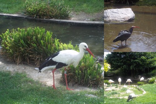 Vacances en Pyrénées - Parc animalier des Pyrénées