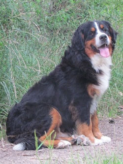 Boubou à parrainer. 