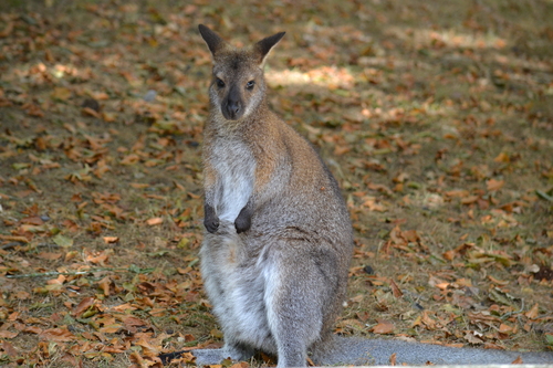 Parc animalier & botanique de Branféré 2016