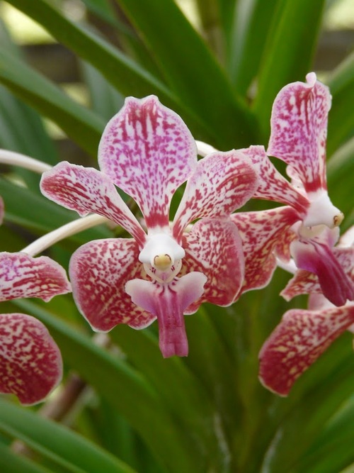 de belles fleurs tropicales