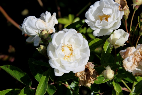 Dernières roses