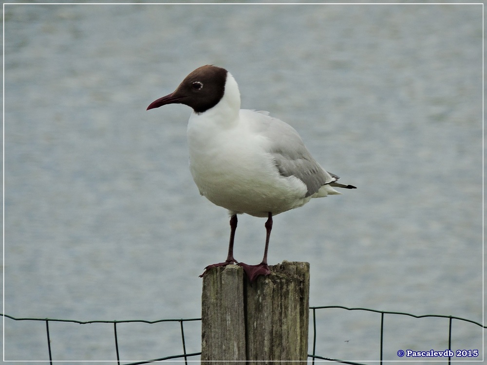 Réserve ornitho du Teich - Mai 2015 - 6/10