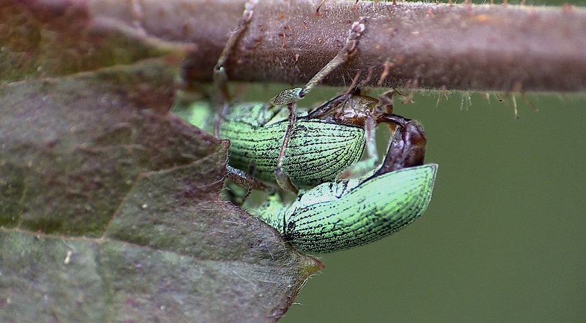 Le nain vert  (Polydrusus formosus )