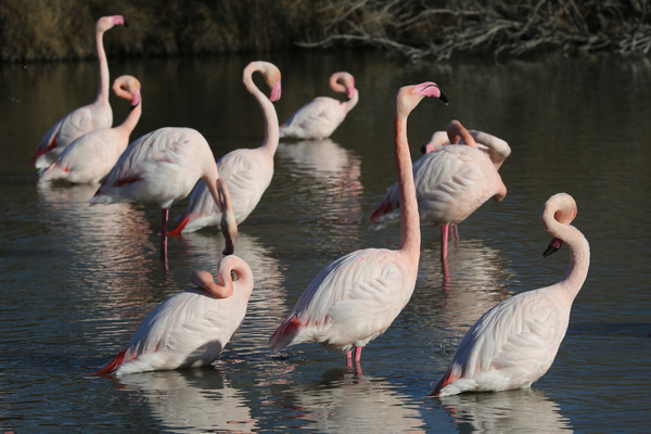 La parade des Flamants