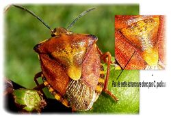  Carpocoris purpureipennis, la punaise à pattes rouges