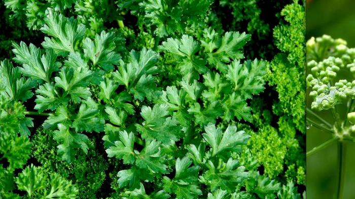 Les délicieuses herbes aromatiques et leurs vertus