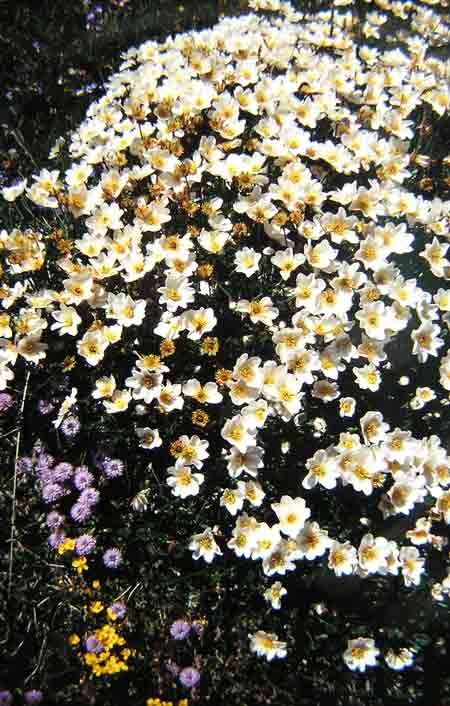 Dryade à huit pétales (Dryas octopetala) en ''tapis''.jpg