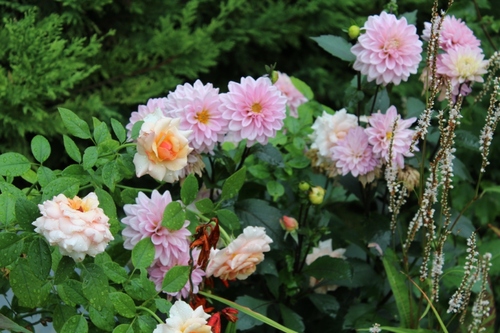 Le 15 août au jardin