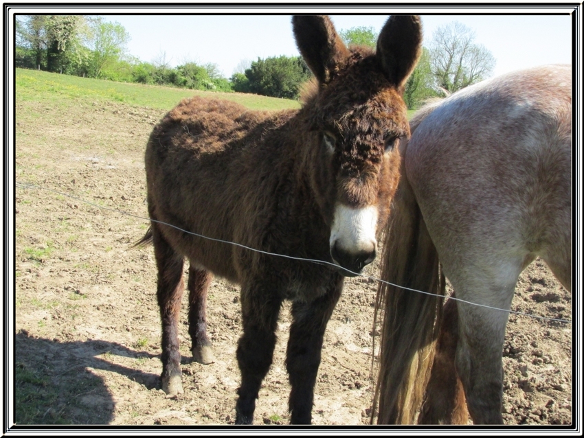 Après les vaches, maintenant les chevaux