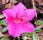 Identification par les fleurs !