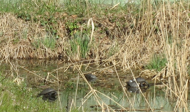 Petite camargue alsacienne