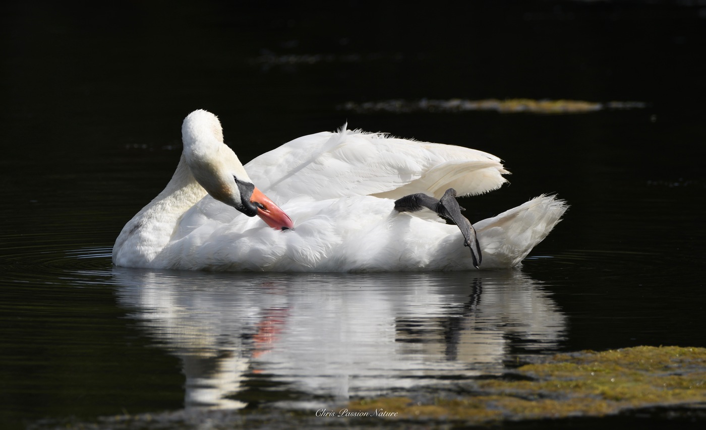 Cygne tuberculé