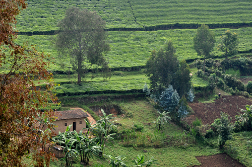 A l'arrière-plan, encore des plantations de thé