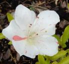 Identification par les fleurs !